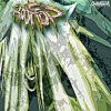Nomad Design artworks 2015